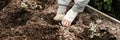 female elderly hands of senior woman planting seedlings of sprouts of vegetable plant tomatoes in soil of earth in a garden bed i Royalty Free Stock Photo