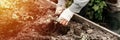 Female elderly hands of senior woman planting seedlings of sprouts of vegetable plant tomatoes in soil of  earth in a garden bed o Royalty Free Stock Photo