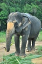 The female elephant Royalty Free Stock Photo