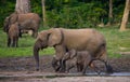 Female elephant with a baby.