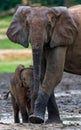 Female elephant with a baby.