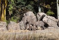 Female Elephant and baby elephant