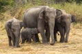 Female elephant with a baby sucking