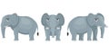 Female elephant in different poses