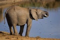 Female Elephant drinking