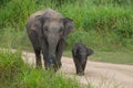 A female elephant with a little baby elephant