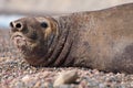 Female Elephant Seal