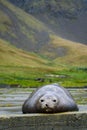 Female Elephant Seal lounging on a cement pad at the abandoned Grytviken whaling station on South Georgia island, southern Atlanti Royalty Free Stock Photo