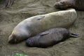 Female elephant seal nursing baby