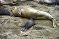 Female elephant seal nursing baby