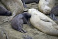 Female elephant seal nursing baby