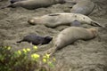 Female elephant seal nursing baby