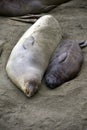 Female elephant seal nursing baby