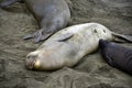 Female elephant seal nursing baby