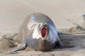 Female elephant seal vocalizing on beach