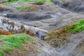 Female elephant seal resting, and molting, in the mud and grass, Ocean Harbor, South Georgia