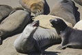 Female Elephant Seals