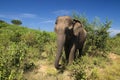 Female of elephant in Udawalawe national park, Sri Lanka Royalty Free Stock Photo