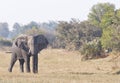Female elephant in the wild