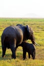 Female elephant with young drinking