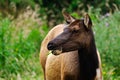 Female Elk Royalty Free Stock Photo