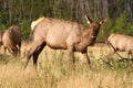 Female Elk Royalty Free Stock Photo