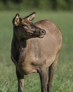 Female Elk Royalty Free Stock Photo