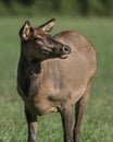Female Elk Royalty Free Stock Photo