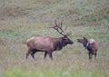 A female elk backtalks a big bull antlered male, Royalty Free Stock Photo