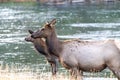 Female elk cows crosses the Madison River in Yellowstone National Park