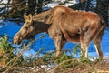 The female elk eating the spruce branches in the winter