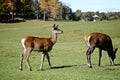 Female Elk gracing