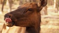 Female elk Royalty Free Stock Photo