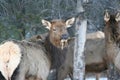 Female elk in Jasper Royalty Free Stock Photo