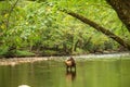 Female Elk In Oconaluftee River Smoky Mountains Royalty Free Stock Photo