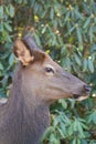 Cataloochee NC Smoky Mountain Elk in Profile Royalty Free Stock Photo