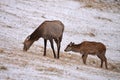 A female Elk stands grazing in a snow covered pasture with a calf at her side