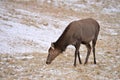 A female Elk stands in a snow covered pasture grazing