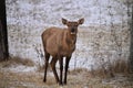 A female Elk stands in a snow covered pasture grazing with its mouth open