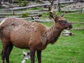 Female Elk upclose in Yellowstone National Park