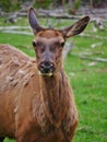 Female Elk upclose in Yellowstone National Park