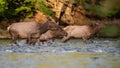 Female elk walking through water Royalty Free Stock Photo