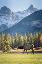 Female Elk ( Wapiti ) foraging on the grassland. Royalty Free Stock Photo