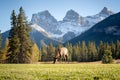 Female Elk ( Wapiti ) foraging on the grassland. Royalty Free Stock Photo