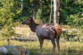 Female Elk or Wapiti of one of the largest species in the forest Royalty Free Stock Photo