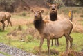 Female Elk Weathering the Rain Northern California Royalty Free Stock Photo