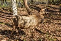 Female Elk in the Woods in North Carolina