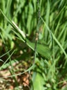 Metallic green female damselfly Lestes sponsa