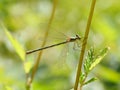 Metallic green female damselfly Lestes sponsa