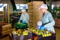 Female employee of fruit warehouse in uniform labeling fresh ripe apples in crates Royalty Free Stock Photo